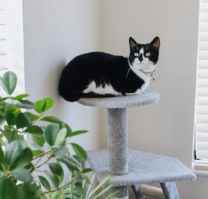 Black and white cat on cat tree
