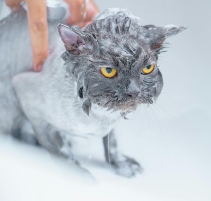 Cat having bath