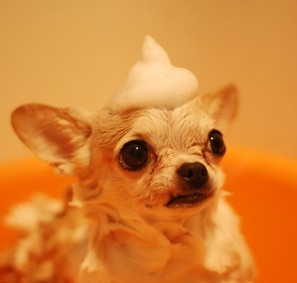 Dog with shampoo