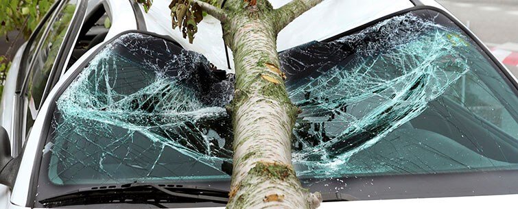 is-your-vehicle-fallen-tree