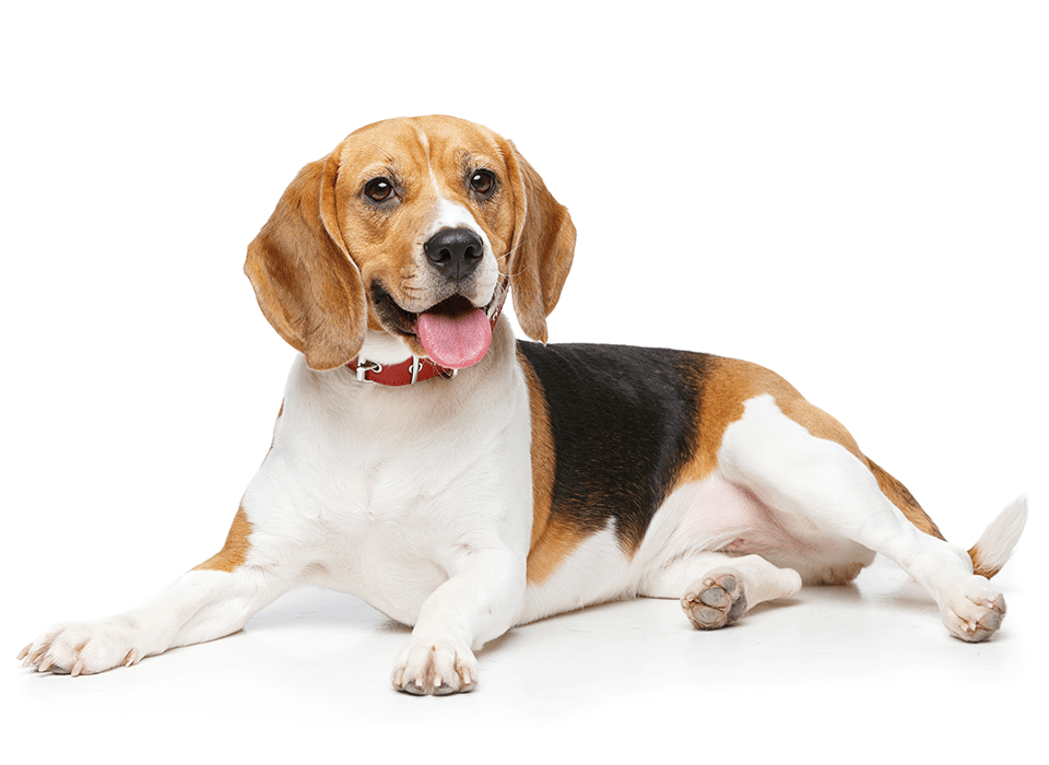 beagle-lay-down